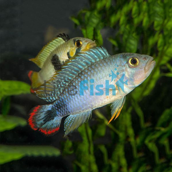 Apistogramma Panduro 2cm