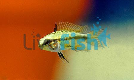 Apistogramma Trifasciata 3cm Pair