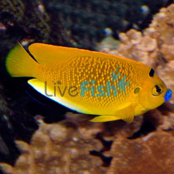 Angelfish Threespot Juv - Small 