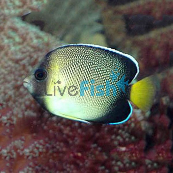 Indian Yellowtail Angelfish - Small