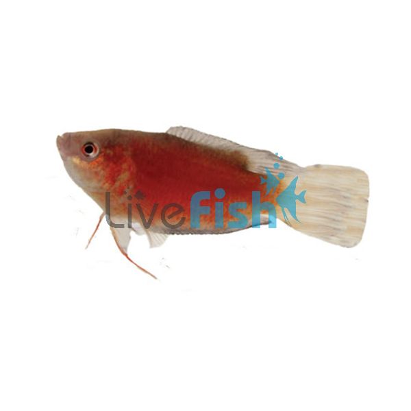 Apricot Paradise Fish 5cm