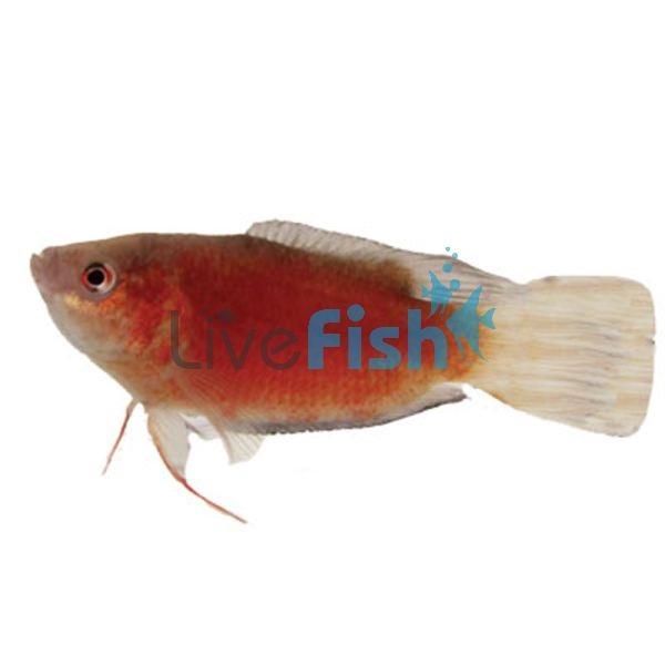 Male Apricot Paradise Fish 7cm