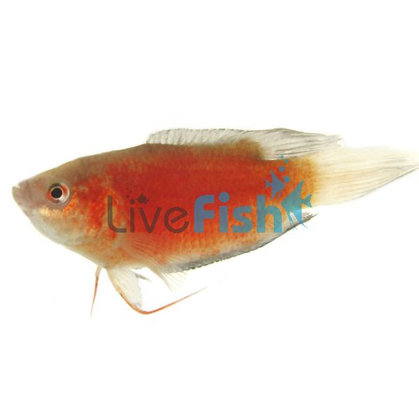 Apricot Paradise Fish 4cm