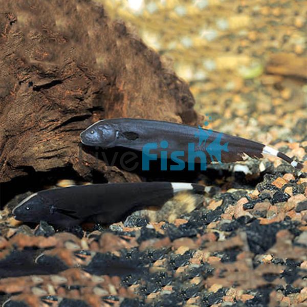 Black Ghost Knife Fish 18cm 