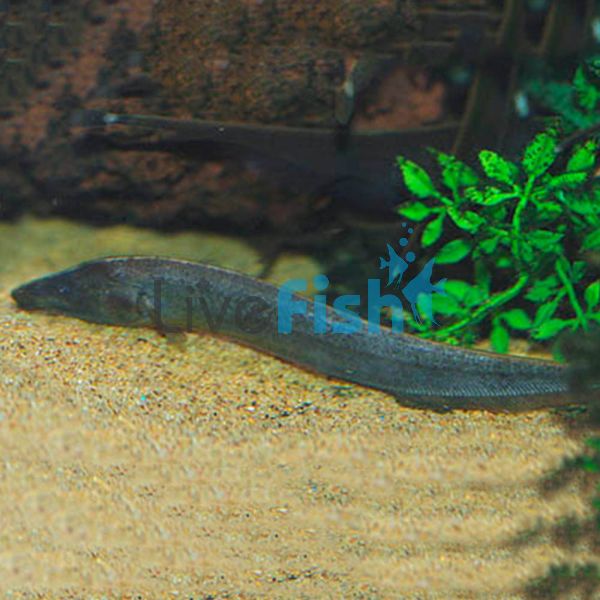 Brown Ghost Knife Fish 8cm 