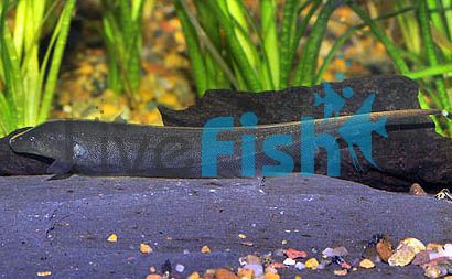 Brown Ghost Knife Fish 10cm 