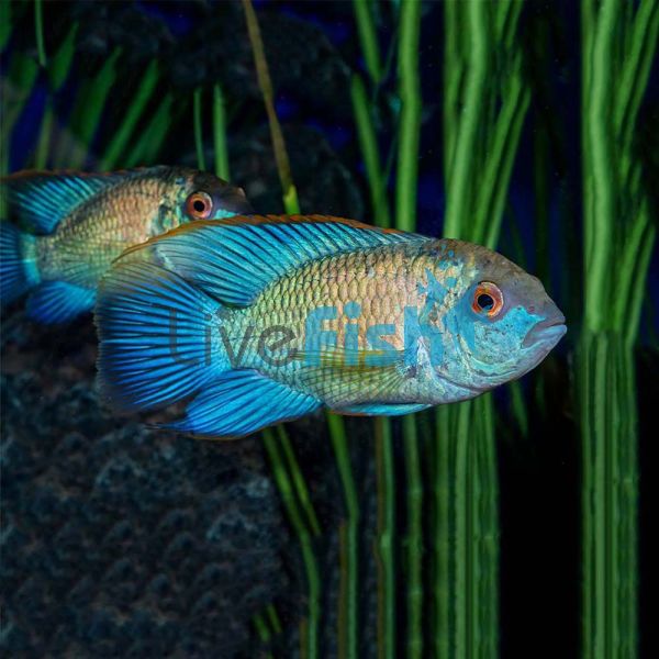 Neon Blue Acara 3.5cm