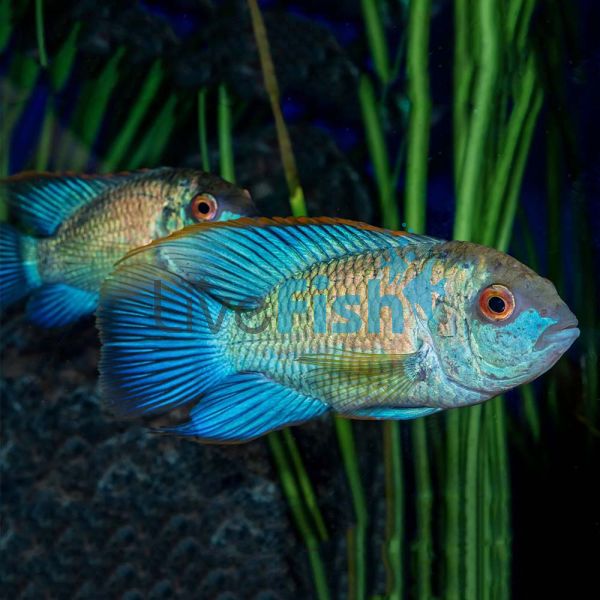 Neon Blue Acara 9cm (Males Pictured)