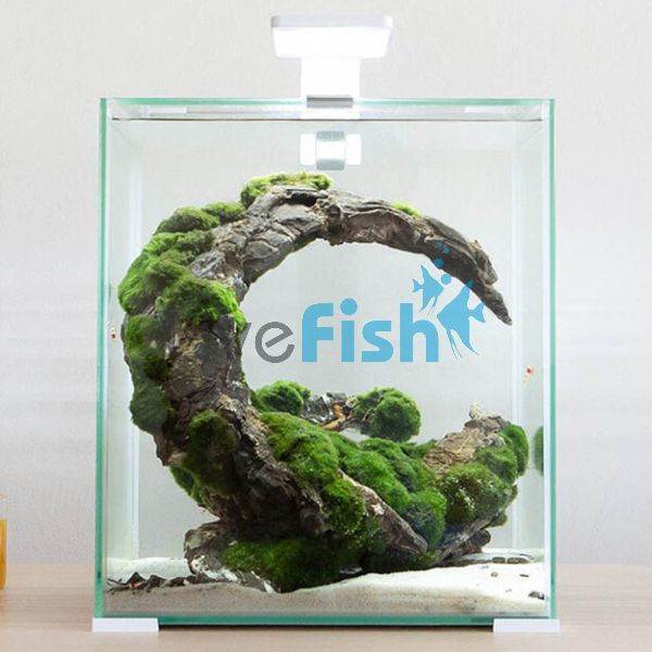 AquaEl Shrimp Set 20 - White
