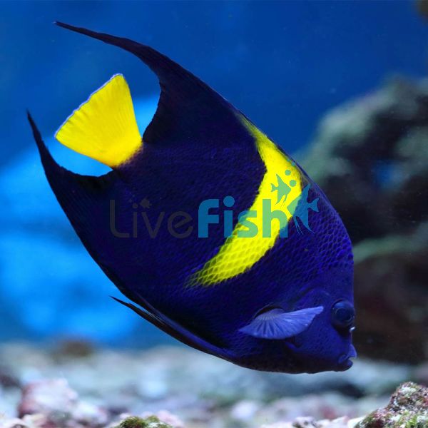 Arabian Angelfish - Medium Adult