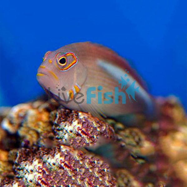 Arc Eyed Hawkfish - Medium