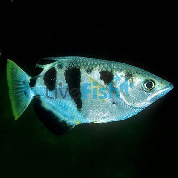 Archer Fish Brackish 10cm