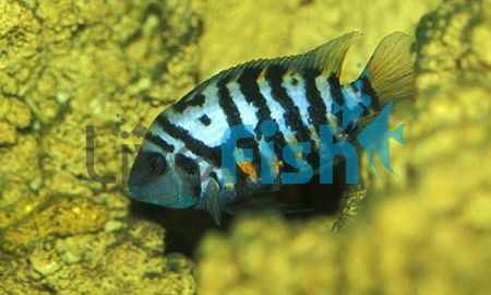 Convict Cichlid 3.5cm