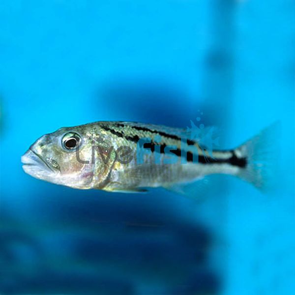 Aristochromis Christyi 4cm