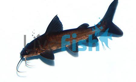 Salmon Tail Catfish 10cm