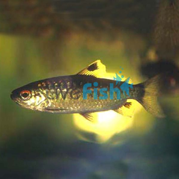 Red-Eye Characin 6cm