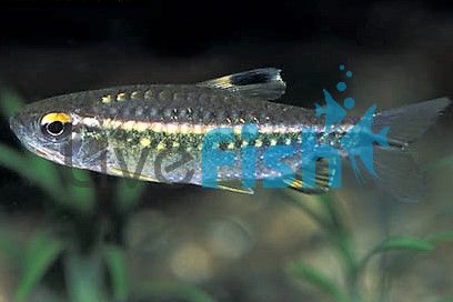 Red Eye Characin 5cm 