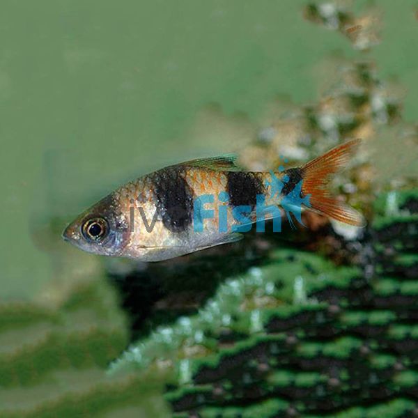 Arulius Barb 3cm