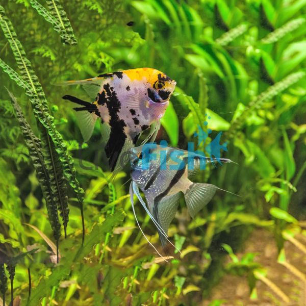 Assorted Angelfish 3.5cm 