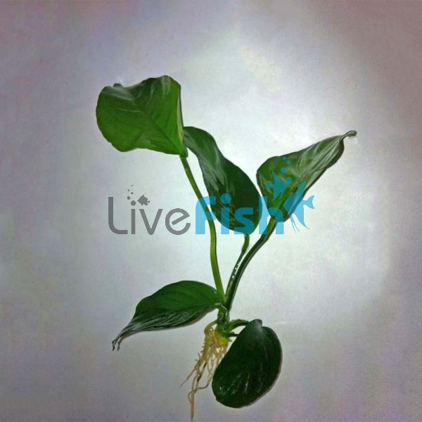 Assorted Anubias Small 