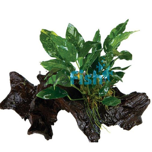 Assorted Anubias - Large Driftwood