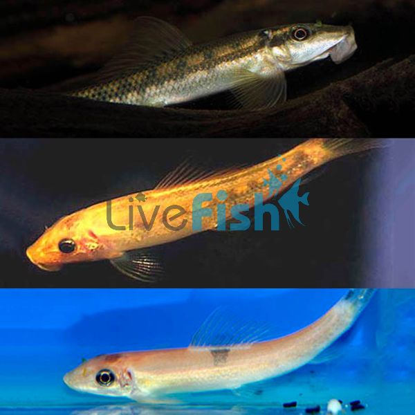 Assorted Sucking Catfish 5cm