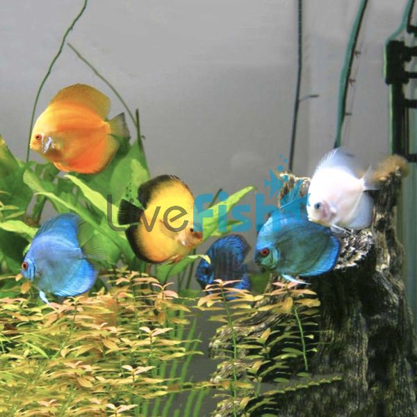 Assorted Discus 5cm