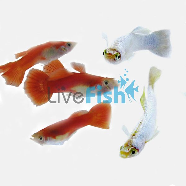 Male Candy Cane Guppy 3.5cm