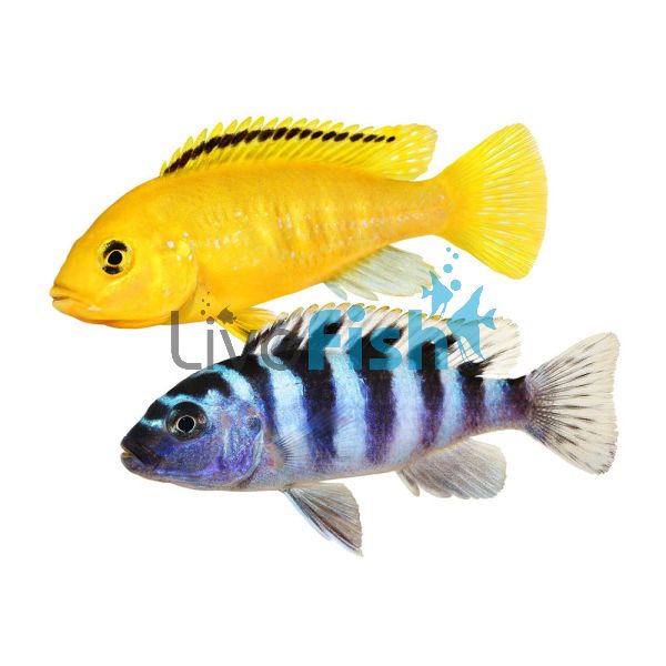 Assorted Malawi Cichlid 4.5-5cm