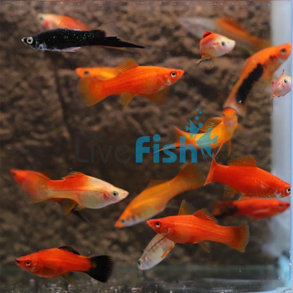 Assorted Swordtail 4cm