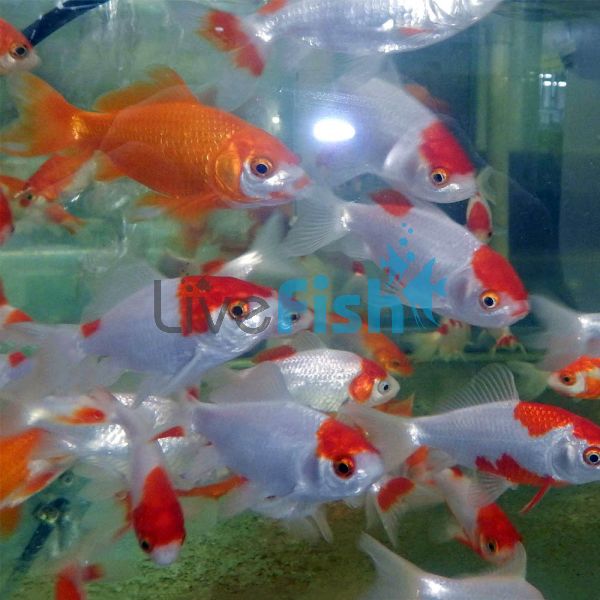 Assorted Wakin 12cm