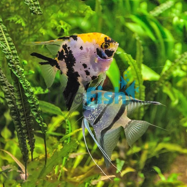 15x Assorted Angelfish 4-5cm