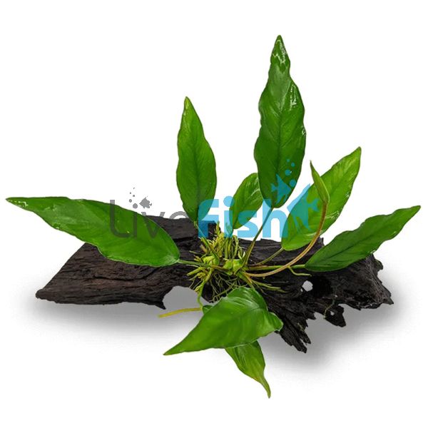 Assorted Anubias - Medium Driftwood 