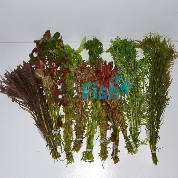 Assorted Aquatic Bunch