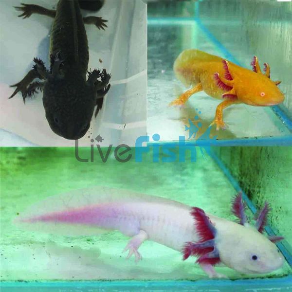Assorted Axolotl 7cm