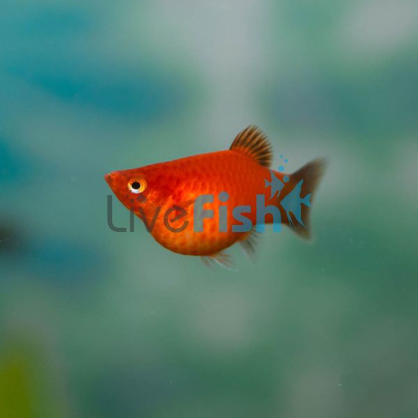 Assorted Balloon Platy 3cm
