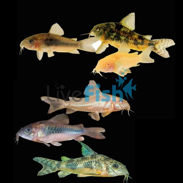 Assorted Coldwater Corydoras 3.5cm