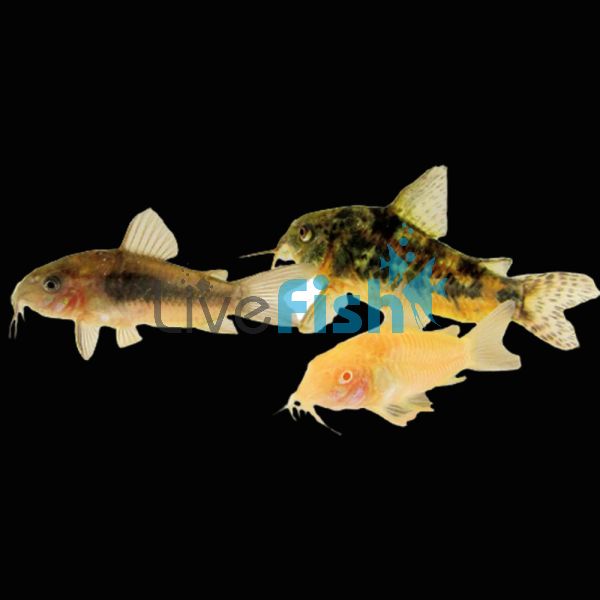 Assorted Corydoras 3.5cm