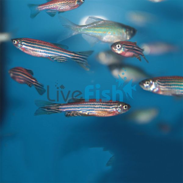 Assorted Danio 3.5cm