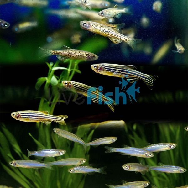 100x Assorted Danio 3-4cm