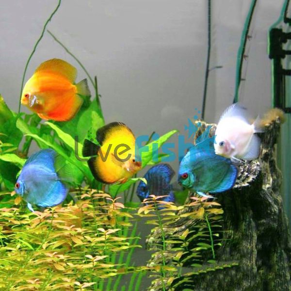 Assorted Discus 4cm
