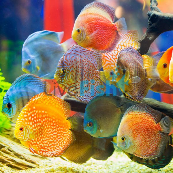 Assorted Discus (Imported) 7cm