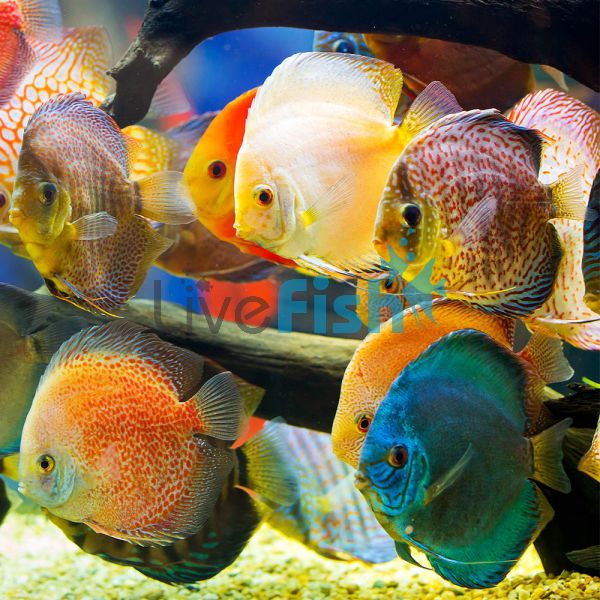 Assorted Discus (Imported) 5cm