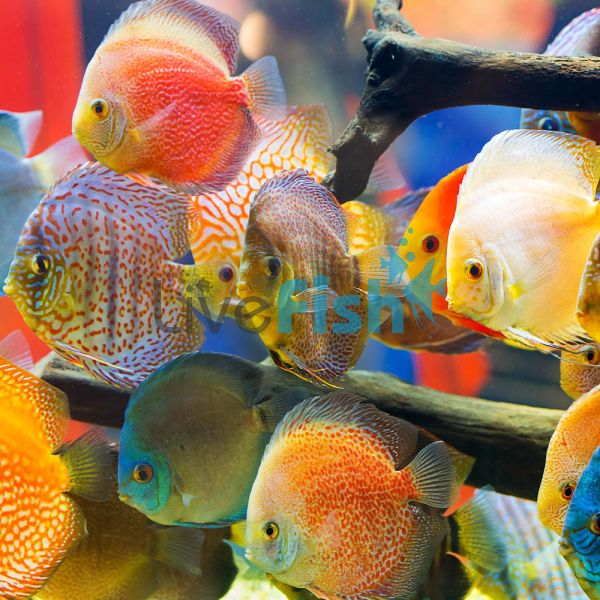 Assorted Discus (Imported) 9cm