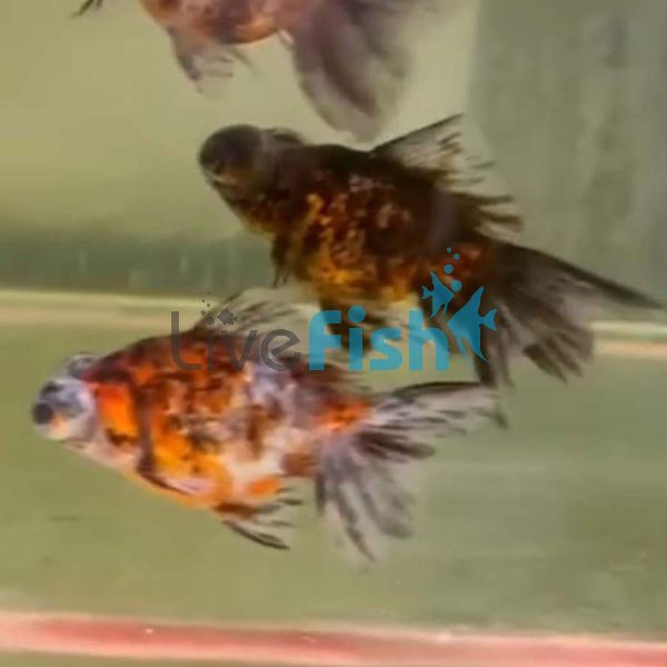 Assorted Dragon Eye 9cm