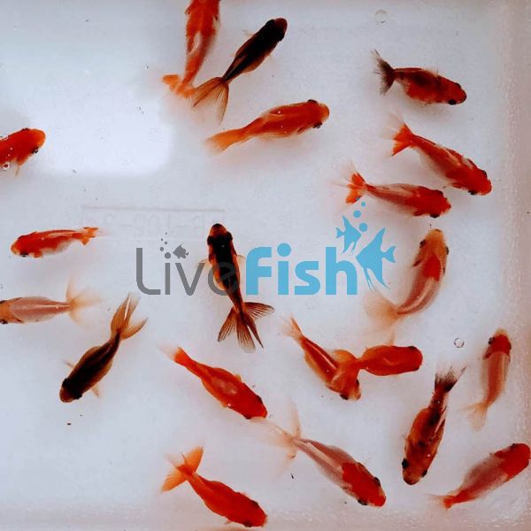 Assorted Fantail 4cm (LOCAL)
