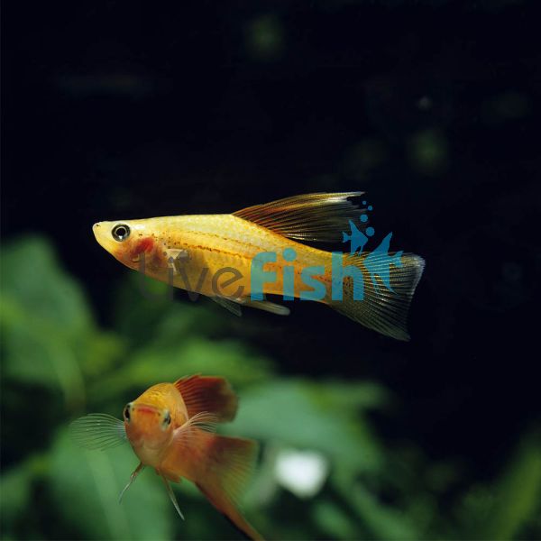 Assorted Hi-fin Swordtail 4cm