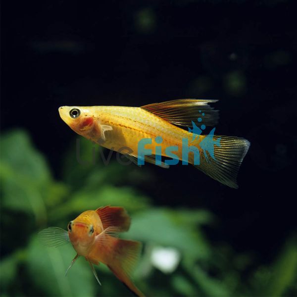 Assorted Hi Fin Swordtail 5cm