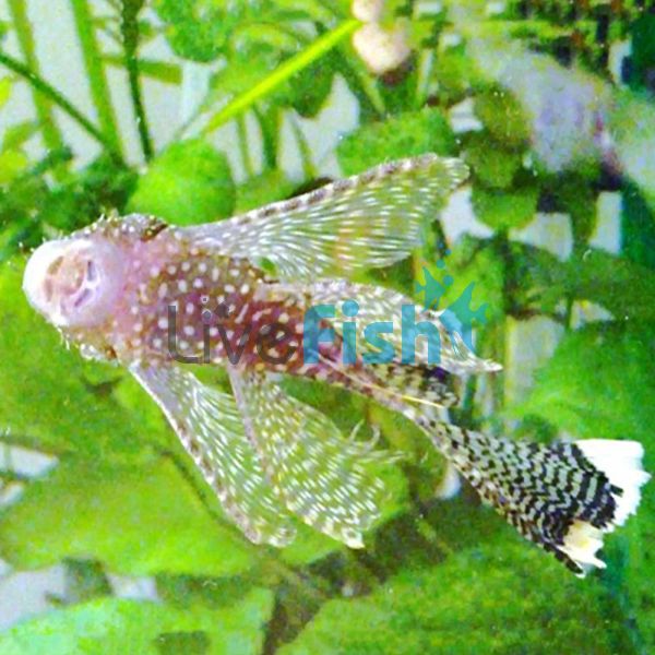 Assorted Longfin Bristlenose Catfish 3.5cm