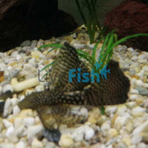 Assorted Longfin Bristlenose Catfish 7cm